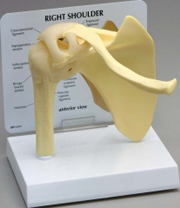 Shoulder Joint Pharmaceutical and Anatomical Model Gifts